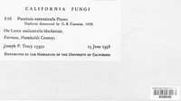 Puccinia extensicola image